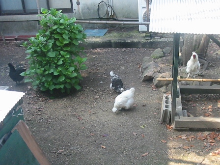 秋田　学校の栖　中庭の鶏