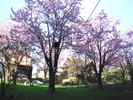 宮城　吉田屋旅館　桜