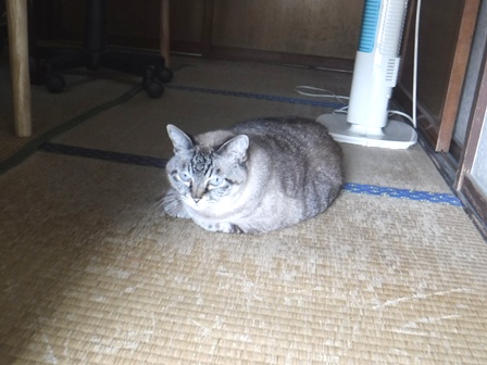 宮城　いさぜん旅館　ねこ