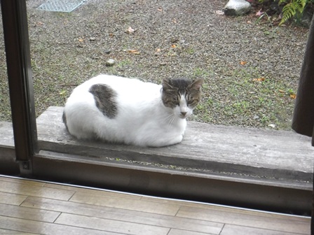 宮城　いさぜん旅館　ねこ