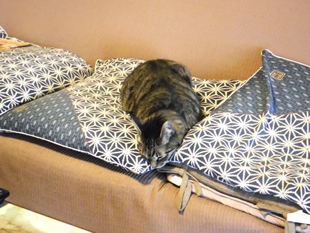 宮城　いさぜん旅館　ネコ