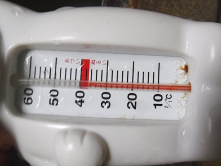 宮城　いさぜん旅館　白熊