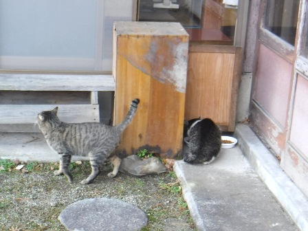 宮城　いさぜん旅館　ネコ